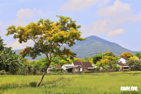 Mùa hoa sưa vàng đẹp như tranh ở xứ Quảng - Ảnh 9. Mùa hoa sưa vàng đẹp như tranh ở xứ Quảng - Ảnh 9.