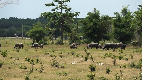 Sài Gòn Safari: Giao dự án trước khi quy hoạch sử dụng đất được duyệt - Ảnh 2. Sài Gòn Safari: Giao dự án trước khi quy hoạch sử dụng đất được duyệt - Ảnh 2.