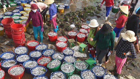 Người khôi phục nghề nước mắm ở cửa biển Sa Cần - Ảnh 1. Người khôi phục nghề nước mắm ở cửa biển Sa Cần - Ảnh 1.