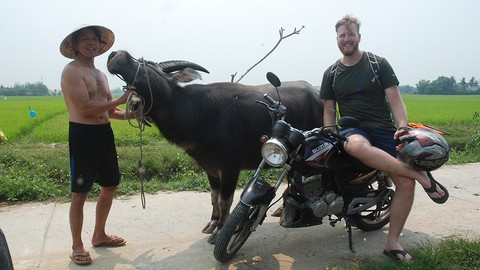 Trang điểm, xịt nước hoa cho... trâu, thu về đô la - Ảnh 1. Trang điểm, xịt nước hoa cho... trâu, thu về đô la - Ảnh 1.