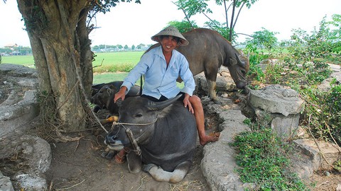 Trang điểm, xịt nước hoa cho... trâu, thu về đô la - Ảnh 3. Trang điểm, xịt nước hoa cho... trâu, thu về đô la - Ảnh 3.