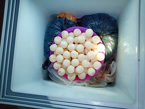 Truy tìm đối tượng tàng trữ thịt vích, trứng vích tại Côn Đảo - Ảnh 4. Truy tìm đối tượng tàng trữ thịt vích, trứng vích tại Côn Đảo - Ảnh 4.