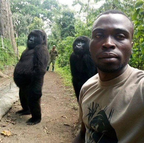 Khỉ đột tạo dáng chụp ảnh selfie cùng kiểm lâm - Ảnh 1. Khỉ đột tạo dáng chụp ảnh selfie cùng kiểm lâm - Ảnh 1.