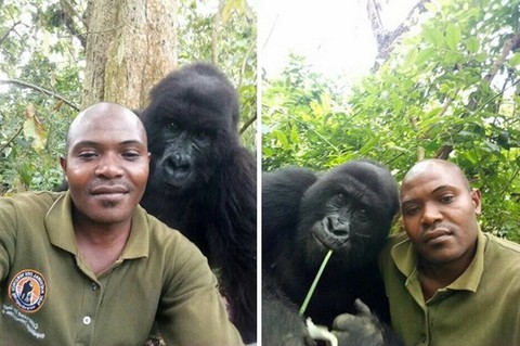 Khỉ đột tạo dáng chụp ảnh selfie cùng kiểm lâm - Ảnh 3. Khỉ đột tạo dáng chụp ảnh selfie cùng kiểm lâm - Ảnh 3.