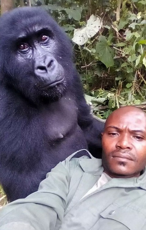 Khỉ đột tạo dáng chụp ảnh selfie cùng kiểm lâm - Ảnh 5. Khỉ đột tạo dáng chụp ảnh selfie cùng kiểm lâm - Ảnh 5.