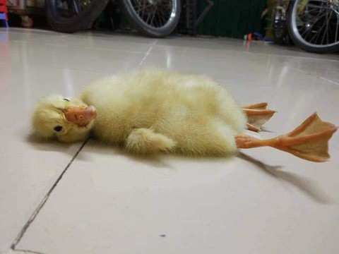 Nắng nóng làm nở trứng vịt lộn ở Việt Nam, nổ điện thoại ở Thái Lan? - Ảnh 1. Nắng nóng làm nở trứng vịt lộn ở Việt Nam, nổ điện thoại ở Thái Lan? - Ảnh 1.