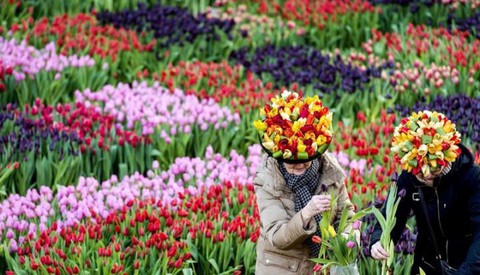 Những cánh đồng hoa dễ tan nát vì... ảnh ngàn like - Ảnh 4. Những cánh đồng hoa dễ tan nát vì... ảnh ngàn like - Ảnh 4.