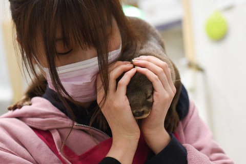 Sửng sốt với trào lưu nuôi rái cá làm... thú cưng - Ảnh 3. Sửng sốt với trào lưu nuôi rái cá làm... thú cưng - Ảnh 3.