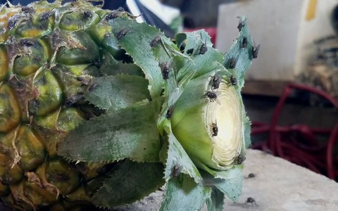 Công ty dùng phân tươi trồng cỏ, dân phải mắc màn ăn cơm để trốn ruồi - Ảnh 2. Công ty dùng phân tươi trồng cỏ, dân phải mắc màn ăn cơm để trốn ruồi - Ảnh 2.