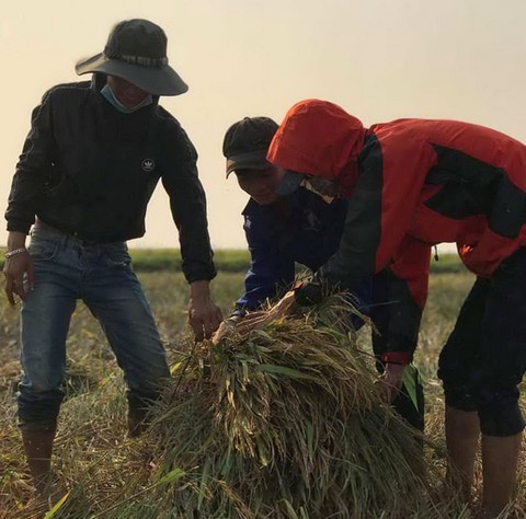 Ấm áp, bồi hồi khi xem cả lớp ra đồng gặt lúa giúp bạn - Ảnh 1. Ấm áp, bồi hồi khi xem cả lớp ra đồng gặt lúa giúp bạn - Ảnh 1.