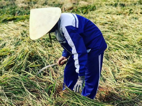 Cả lớp ra đồng gặt lúa giúp bạn, phụ huynh cũng góp tay - Ảnh 5. Cả lớp ra đồng gặt lúa giúp bạn, phụ huynh cũng góp tay - Ảnh 5.