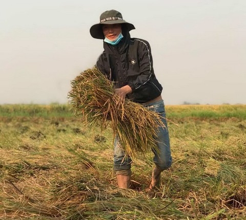 Cả lớp ra đồng gặt lúa giúp bạn, phụ huynh cũng góp tay - Ảnh 6. Cả lớp ra đồng gặt lúa giúp bạn, phụ huynh cũng góp tay - Ảnh 6.