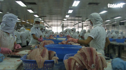 Mỹ áp thuế cao với cá tra Việt Nam - Ảnh 1. Mỹ áp thuế cao với cá tra Việt Nam - Ảnh 1.