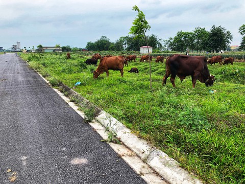 Xót xa đại đô thị ngàn tỉ để... thả bò - Ảnh 1. Xót xa đại đô thị ngàn tỉ để... thả bò - Ảnh 1.