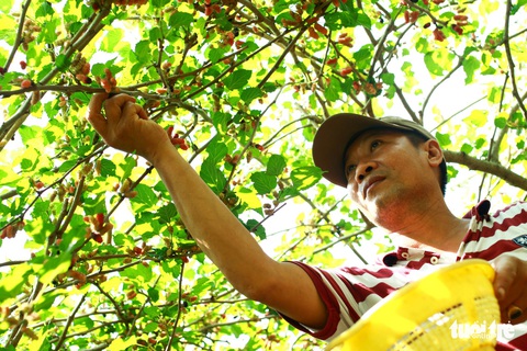 Lạc vào vườn dâu tằm mọng quả ở Hội An - Ảnh 3. Lạc vào vườn dâu tằm mọng quả ở Hội An - Ảnh 3.
