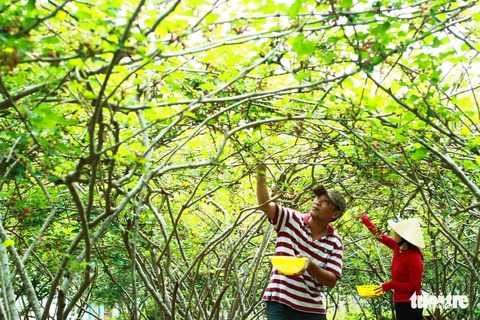 Lạc vào vườn dâu tằm mọng quả ở Hội An - Ảnh 2. Lạc vào vườn dâu tằm mọng quả ở Hội An - Ảnh 2.