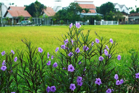 Xe đạp chia sẻ ở Hội An: Kỳ vọng lớn, tâm tư nhiều - Ảnh 2. Xe đạp chia sẻ ở Hội An: Kỳ vọng lớn, tâm tư nhiều - Ảnh 2.