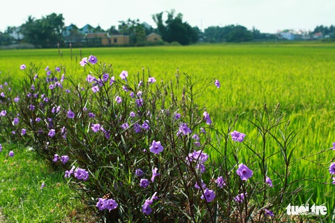 Con đường chiều tím được khách Tây săn đón ở ngoại ô phố Hội - Ảnh 3. Con đường chiều tím được khách Tây săn đón ở ngoại ô phố Hội - Ảnh 3.