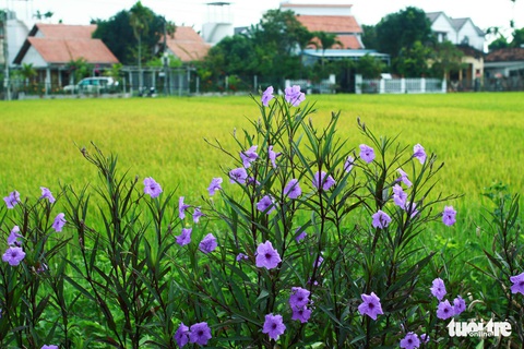 Con đường chiều tím được khách Tây săn đón ở ngoại ô phố Hội - Ảnh 4. Con đường chiều tím được khách Tây săn đón ở ngoại ô phố Hội - Ảnh 4.