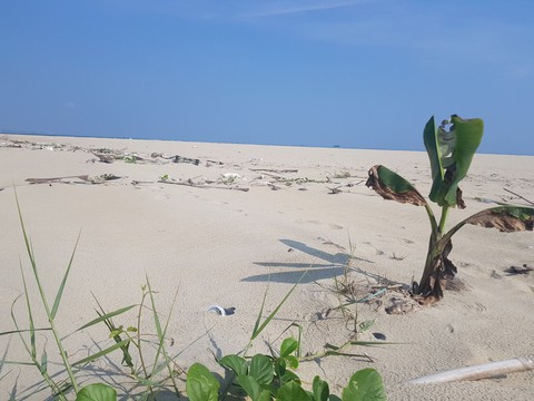 Đau đầu với đảo cát biển Cửa Đại phình 15 hecta - Ảnh 3. Đau đầu với đảo cát biển Cửa Đại phình 15 hecta - Ảnh 3.