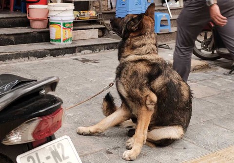 Khổ vì... chó thả rông, còn đến bao giờ? - Ảnh 2. Khổ vì... chó thả rông, còn đến bao giờ? - Ảnh 2.