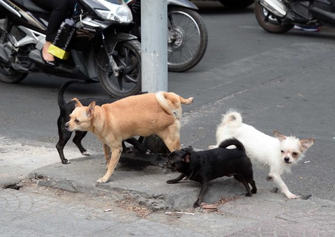 Khổ vì... chó thả rông, còn đến bao giờ? - Ảnh 1. Khổ vì... chó thả rông, còn đến bao giờ? - Ảnh 1.