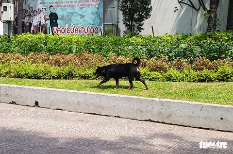 Vẫn còn nhiều chó thả rông ở trung tâm TP.HCM - Ảnh 4. Vẫn còn nhiều chó thả rông ở trung tâm TP.HCM - Ảnh 4.