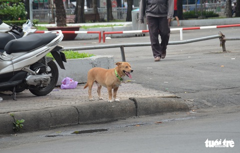 Vẫn còn nhiều chó thả rông ở trung tâm TP.HCM - Ảnh 2. Vẫn còn nhiều chó thả rông ở trung tâm TP.HCM - Ảnh 2.