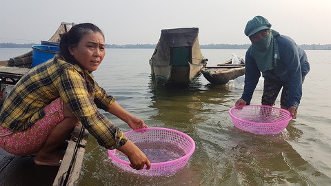 Mùa nuốc bắt đầu, nào bắt con tinh nước lợ - Ảnh 5. Mùa nuốc bắt đầu, nào bắt con tinh nước lợ - Ảnh 5.