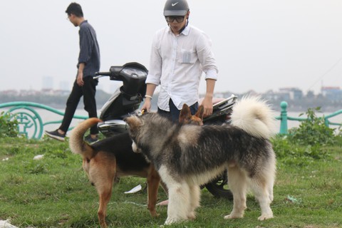 Chó không đeo rọ mõm lang thang khắp phố phường Hà Nội - Ảnh 7. Chó không đeo rọ mõm lang thang khắp phố phường Hà Nội - Ảnh 7.