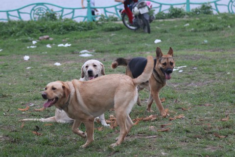 Chó không đeo rọ mõm lang thang khắp phố phường Hà Nội - Ảnh 8. Chó không đeo rọ mõm lang thang khắp phố phường Hà Nội - Ảnh 8.
