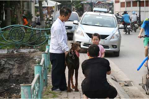 Chó không đeo rọ mõm lang thang khắp phố phường Hà Nội - Ảnh 1. Chó không đeo rọ mõm lang thang khắp phố phường Hà Nội - Ảnh 1.