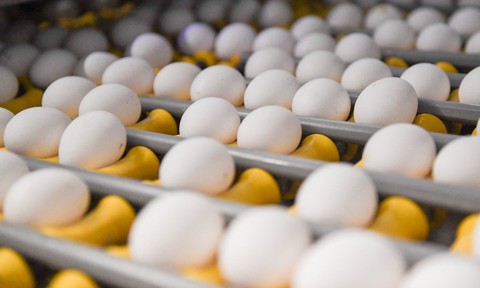 Úc phát cảnh báo trứng nhiễm khuẩn salmonella - Ảnh 1. Úc phát cảnh báo trứng nhiễm khuẩn salmonella - Ảnh 1.