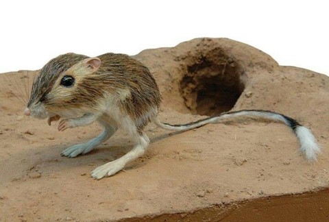 Loài chuột tí hon có thể nhảy cao gần 3m - Ảnh 4. Loài chuột tí hon có thể nhảy cao gần 3m - Ảnh 4.