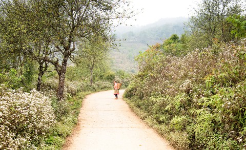 Tà Xùa mùa xuân muôn sắc hoa - Ảnh 1. Tà Xùa mùa xuân muôn sắc hoa - Ảnh 1.
