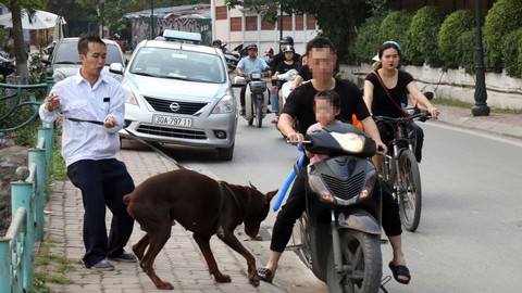 Cả xóm, cả công viên... xanh mặt với chó mặt xệ, chó becgiê Bỉ - Ảnh 1. Cả xóm, cả công viên... xanh mặt với chó mặt xệ, chó becgiê Bỉ - Ảnh 1.