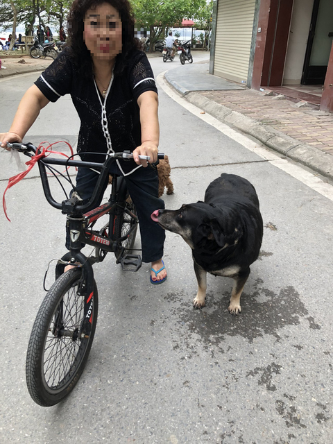 Huấn luyện chó dữ ở… công viên, người đi dạo phát khiếp - Ảnh 9. Huấn luyện chó dữ ở… công viên, người đi dạo phát khiếp - Ảnh 9.