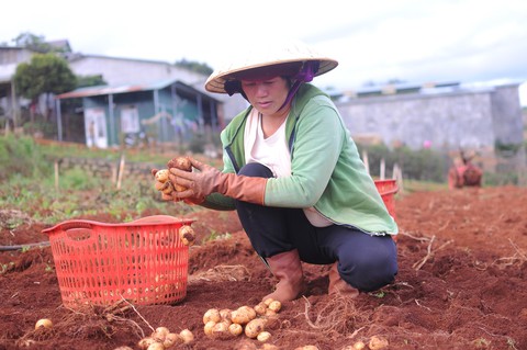 Đà Lạt dán tem chống giả cho 1.500 tấn khoai tây - Ảnh 1. Đà Lạt dán tem chống giả cho 1.500 tấn khoai tây - Ảnh 1.
