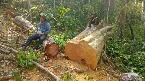Lâm tặc mở đường đốn gỗ, chủ rừng không hề hay biết - Ảnh 2. Lâm tặc mở đường đốn gỗ, chủ rừng không hề hay biết - Ảnh 2.