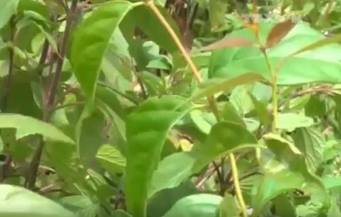 Hái rau đãi khách nhầm lá ngón, 4 người nhập viện - Ảnh 1. Hái rau đãi khách nhầm lá ngón, 4 người nhập viện - Ảnh 1.