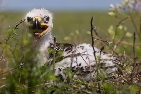 Choáng ngợp và đau đớn những cảnh báo từ loạt phim Our Planet - Ảnh 8. Choáng ngợp và đau đớn những cảnh báo từ loạt phim Our Planet - Ảnh 8.
