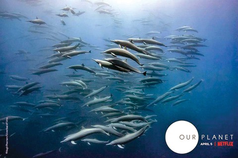 Choáng ngợp và đau đớn những cảnh báo từ loạt phim Our Planet - Ảnh 13. Choáng ngợp và đau đớn những cảnh báo từ loạt phim Our Planet - Ảnh 13.