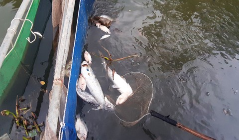 Ngày nào cá cũng chết trắng sông Bàn Thạch, người nuôi đau xót - Ảnh 1. Ngày nào cá cũng chết trắng sông Bàn Thạch, người nuôi đau xót - Ảnh 1.