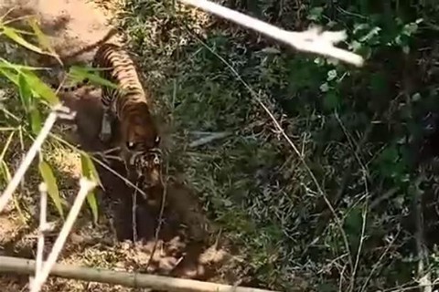 Vợ chồng cô giáo leo trốn trên bụi tre vì bất ngờ gặp hổ - Ảnh 1. Vợ chồng cô giáo leo trốn trên bụi tre vì bất ngờ gặp hổ - Ảnh 1.