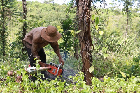 Tiêu rớt giá, nông dân thủ phủ Bình Phước lao đao - Ảnh 3. Tiêu rớt giá, nông dân thủ phủ Bình Phước lao đao - Ảnh 3.