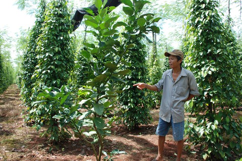Tiêu rớt giá, nông dân thủ phủ Bình Phước lao đao - Ảnh 2. Tiêu rớt giá, nông dân thủ phủ Bình Phước lao đao - Ảnh 2.