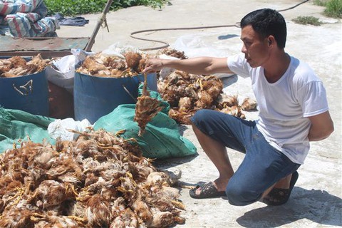 Người dân ném đá trại gà, 1.200 con gà bị chết - Ảnh 1. Người dân ném đá trại gà, 1.200 con gà bị chết - Ảnh 1.