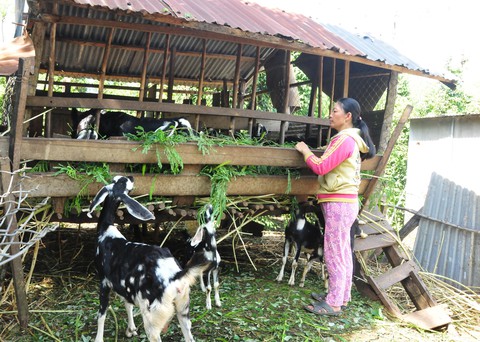 Giá dê tăng cao, thương lái săn lùng, nông dân ém chờ giá - Ảnh 2. Giá dê tăng cao, thương lái săn lùng, nông dân ém chờ giá - Ảnh 2.