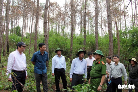 Khởi tố vụ ám sát 3.500 cây thông rừng hơn 20 năm tuổi - Ảnh 2. Khởi tố vụ ám sát 3.500 cây thông rừng hơn 20 năm tuổi - Ảnh 2.