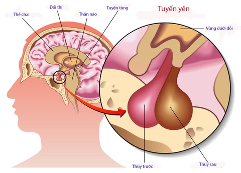 Thiếu hormone tăng trưởng ở trẻ nhỏ - Ảnh 1. Thiếu hormone tăng trưởng ở trẻ nhỏ - Ảnh 1.